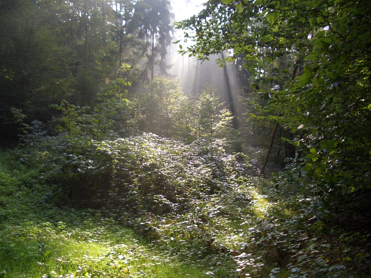 Kohlenstoffsenke Wald bei Wenschdorf_MIL Foto © ho