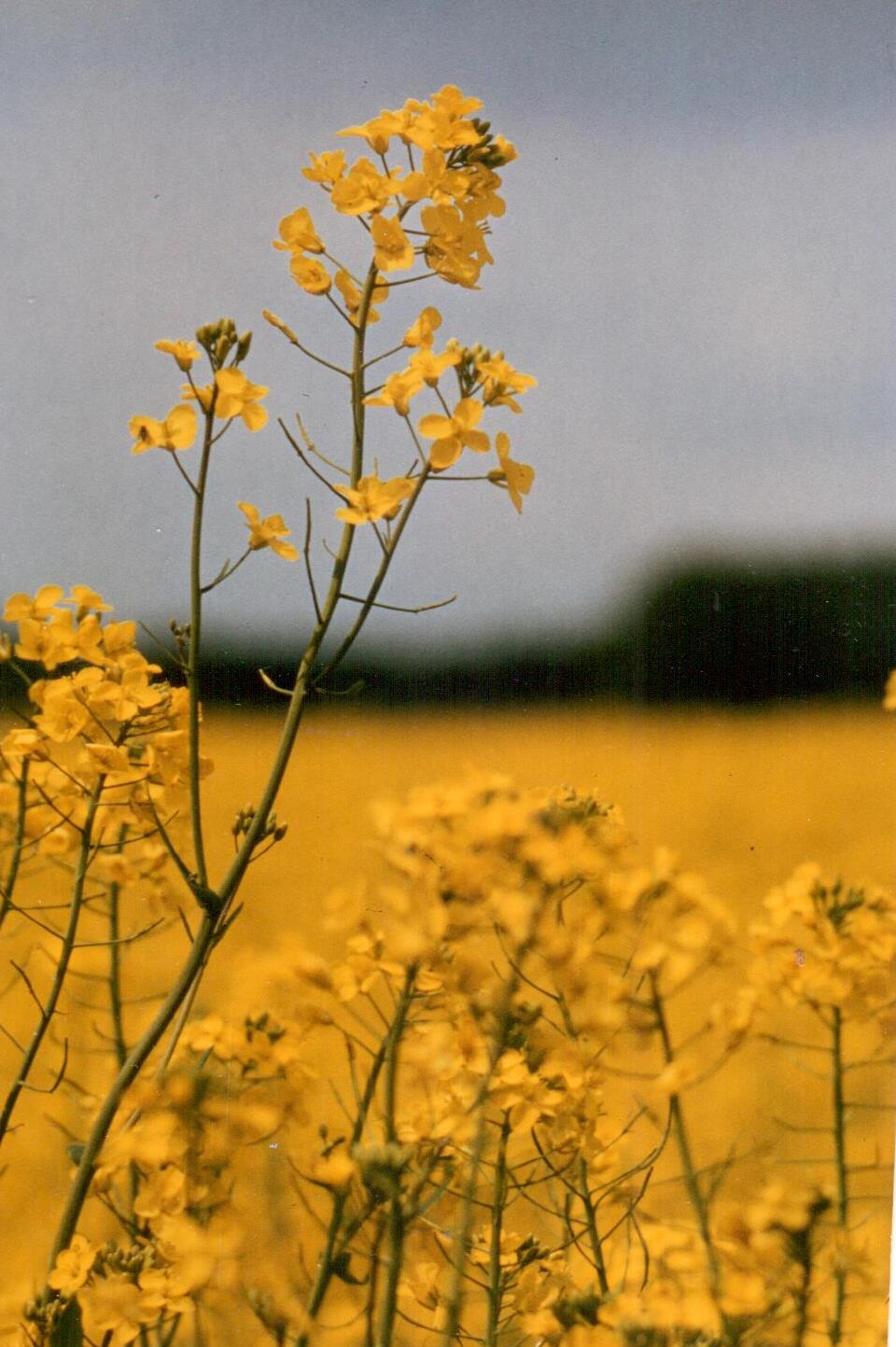 Rapspflanze - Foto © Gerhard Hofmann_Agentur Zukunft