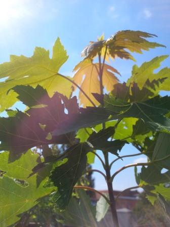 Junger Ahorn - Foto © Gerhard Hofmann, Agentur Zukunft_20150821_140733