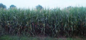 Maisfeld in Thüringen - Foto © Gerhard Hofmann, Agentur Zukunft für Solarify