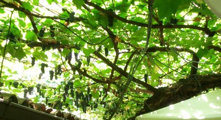 Weinreben in Restaurantgarten, Verona - Foto © Gerhard Hofmann, Agentur Zukunft