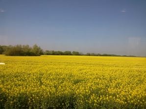 Rapsfeld in Sachsen-Anhalt - Foto © Gerhard Hofmann, Agentur Zukunft