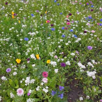 Blumenwiese vor der Heinrich-Böll-Stiftung in Berlin - Foto © Gerhard Hofmann, Agentur Zukunft für Solarify