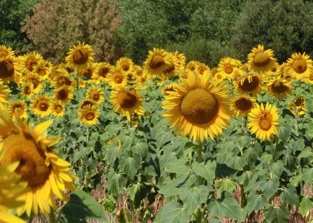 Sonnenblumen - Foto © Agentur Zukunft für Solarify