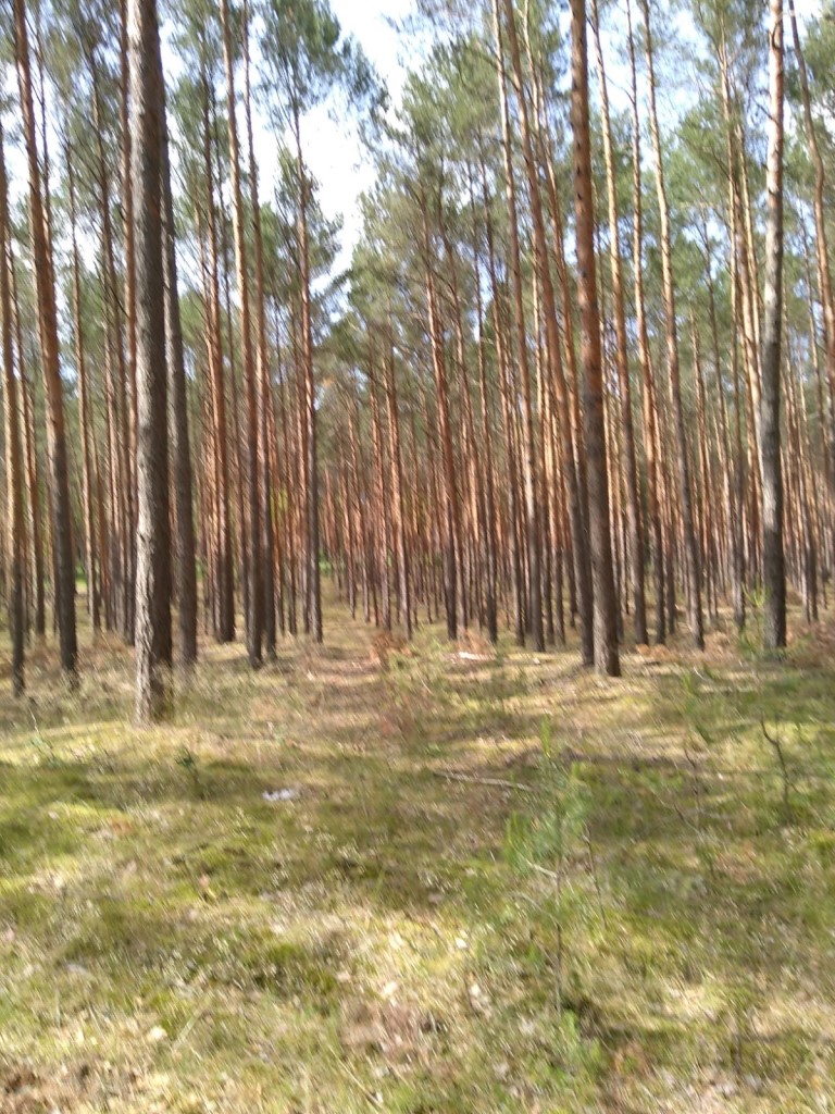 Geschädigter Fichtenwald mit Totholz bei Fürstenwalde, Brbg. - Foto © Agentur Zukunft für Solarify