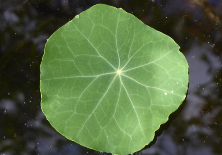 Knstliche Photosynthese | SOLARIFY
