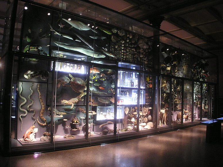Naturkundemuseum Berlin 12m lange Biodiversitätswand, Foto © Axel Mauruszat - Eig. Werk, commons.wikimedia.org