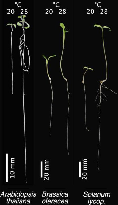 Ackerschmalwand, Gemüsekohl und Tomate wachsen temperaturabhängig unterschiedlich - Grafik © Carolin Delker, Uni Halle