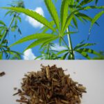 © Fraunhofer IGB Forschende des Fraunhofer IGB nutzen Hanfschäben, das Innere des Hanfstängels, als Basis für ein biobasiertes Düngemittel.