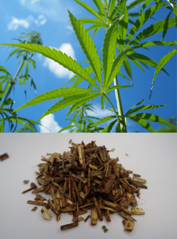 © Fraunhofer IGBForschende des Fraunhofer IGB nutzen Hanfschäben, das Innere des Hanfstängels, als Basis für ein biobasiertes Düngemittel. 